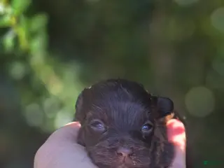 Maltipoo dogs Nuria - Ad 28