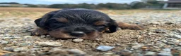 Cavalier King Charles Spaniel dogs for sale: Bella - Ad 18