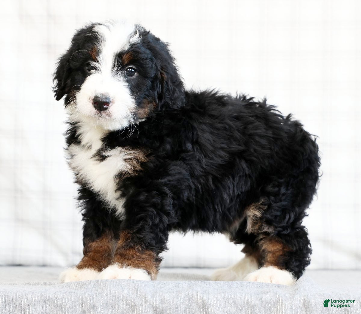Mini Bernedoodle dogs Koah - Ad 1