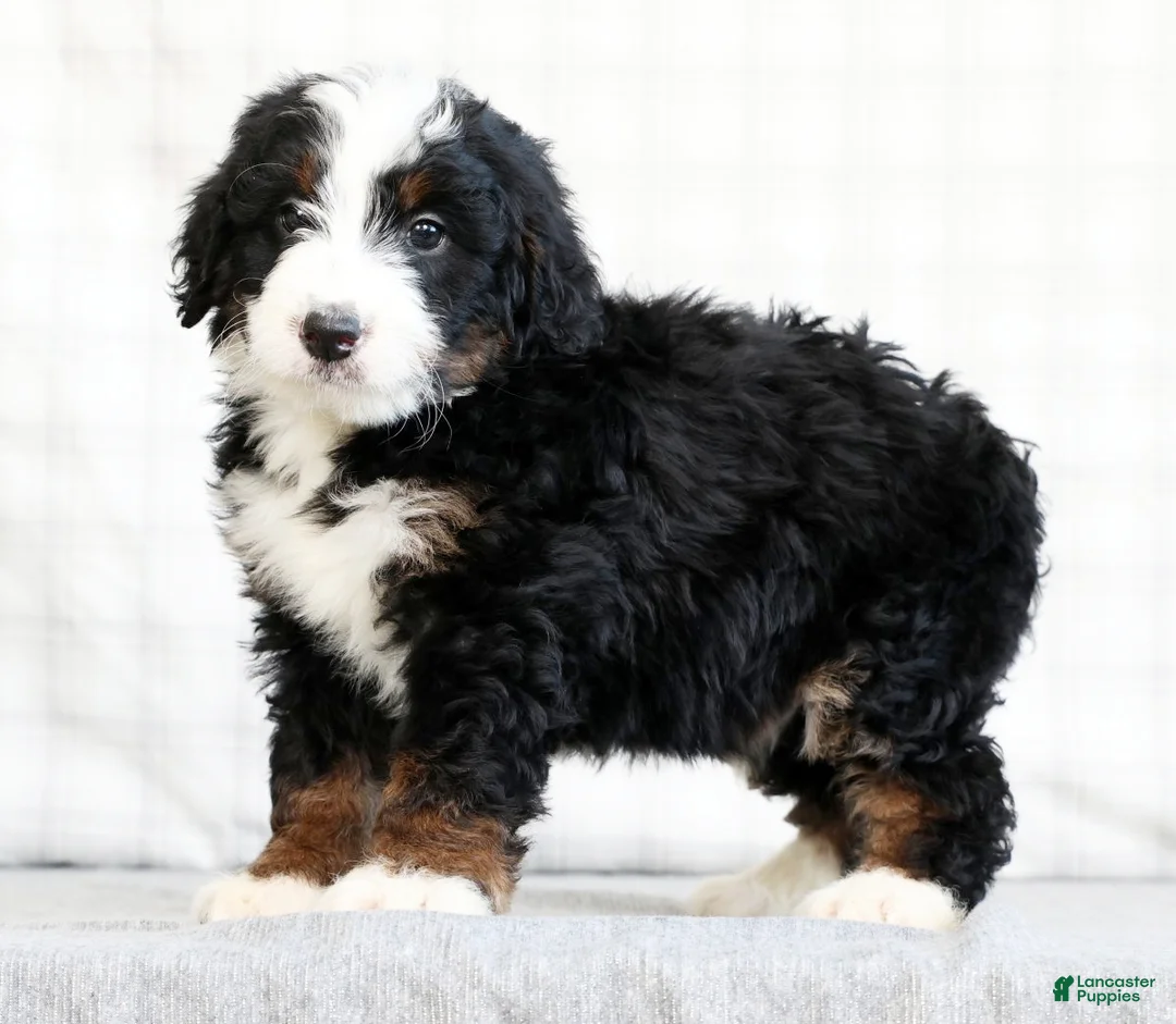 Mini Bernedoodle dogs for sale: Koah - Ad 1