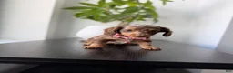 Miniature Dachshund dogs for sale: Velma  - Ad 2