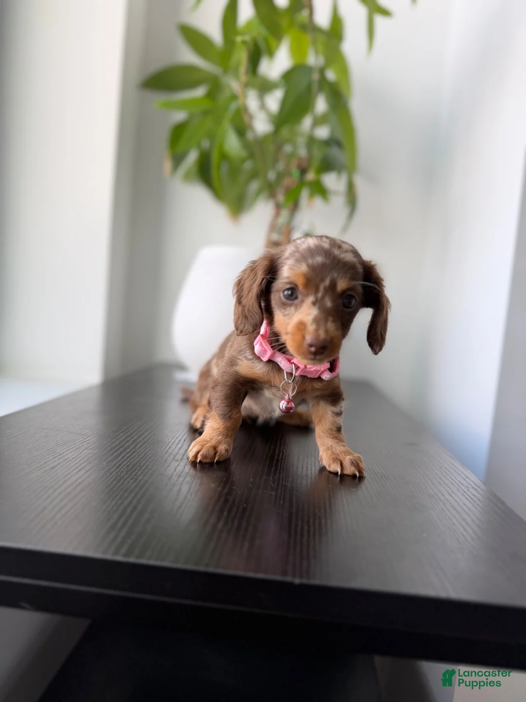 Miniature Dachshund dogs for sale: Velma  - Ad 2