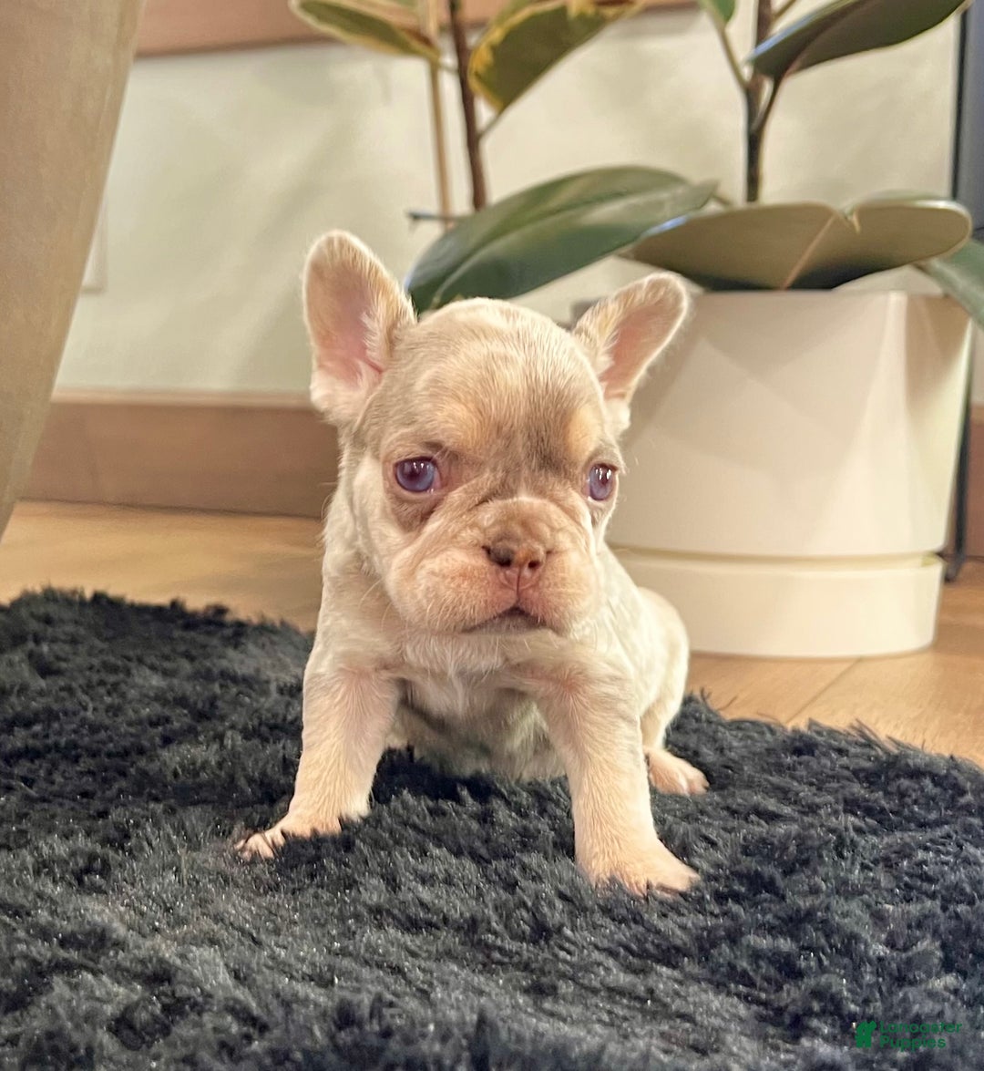 French Bulldog dogs for sale: Bliss - Ad 5