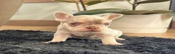 French Bulldog dogs for sale: Bliss - Ad 5