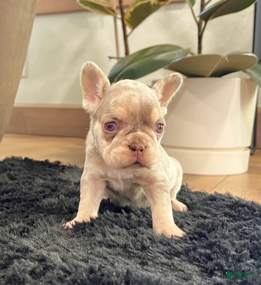 French Bulldog dogs for sale: Bliss - Ad 5