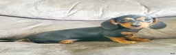 Miniature Dachshund dogs for sale: Jelly Bean - Ad 3