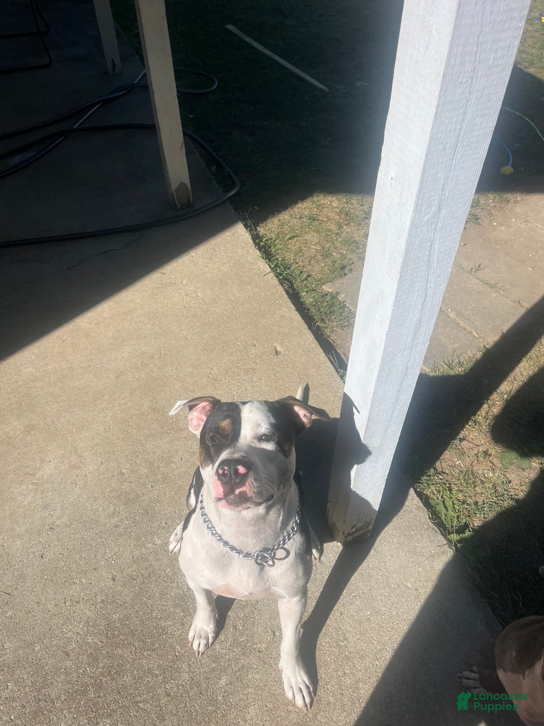 American Bully dogs for sale: Eyes - Ad 6