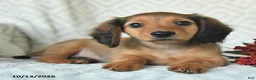 Miniature Dachshund dogs for sale: Dutch - Ad 5