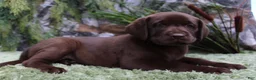 Labrador Retriever dogs for sale: Rattler - Ad 4