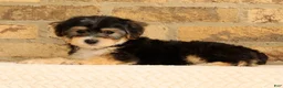 Yochon dogs for sale: Milo - Ad 3
