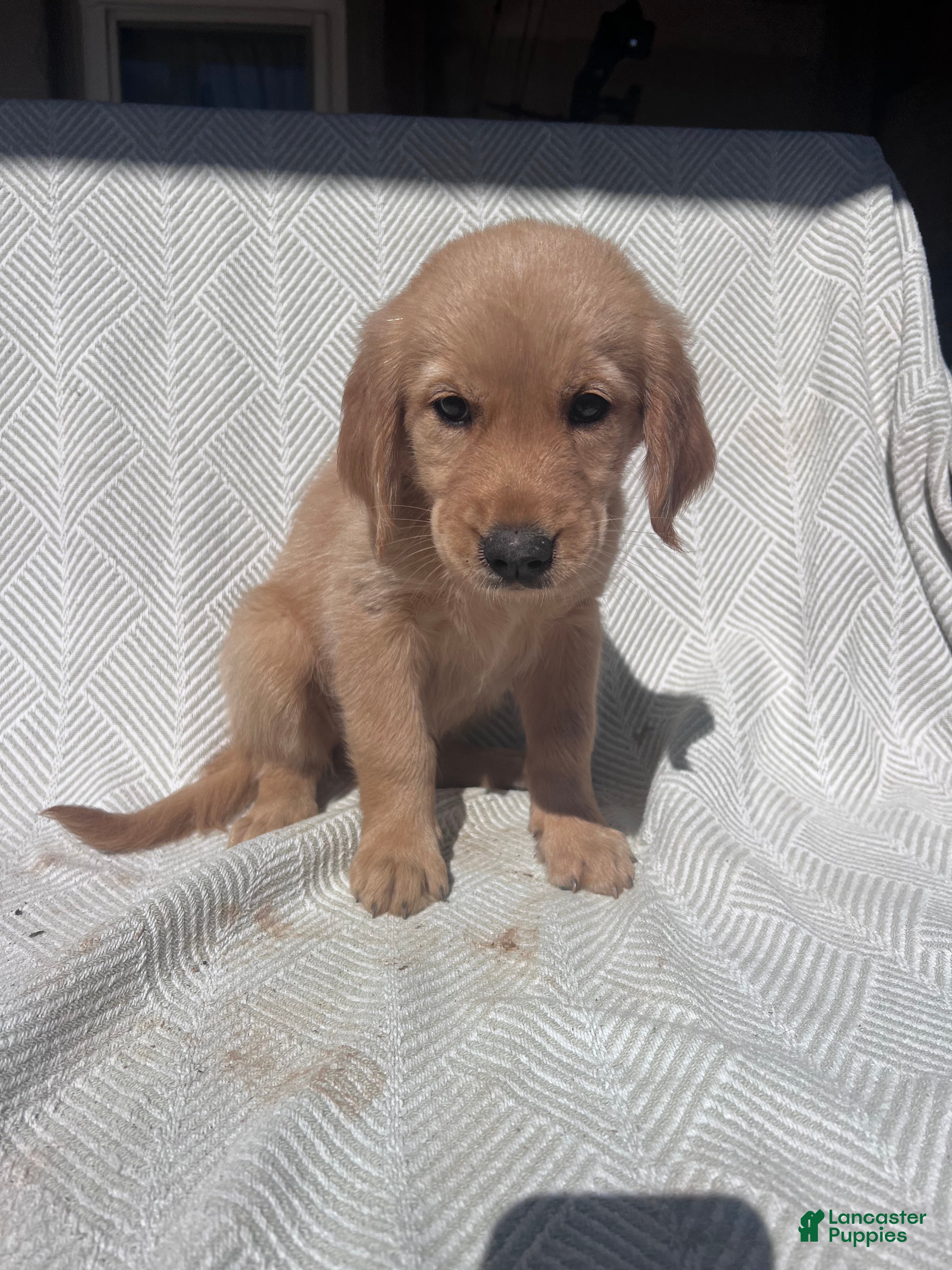 Golden Retriever dogs Golden Retriever 6 - Ad 2