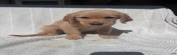 Golden Retriever dogs for sale: Golden Retriever 6 - Ad 2
