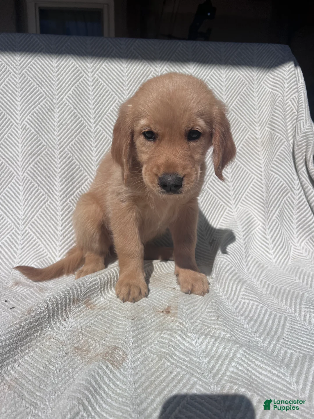 Golden Retriever dogs for sale: Golden Retriever 6 - Ad 2