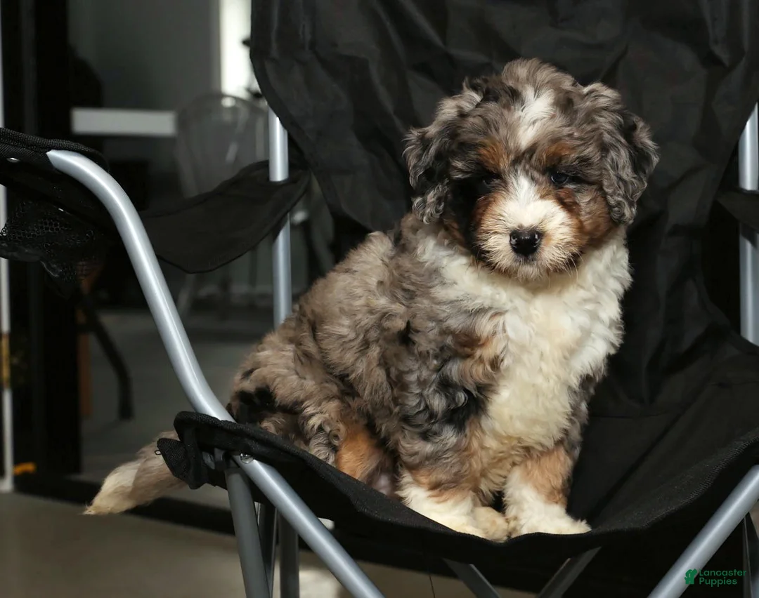 Mini Bernedoodle dogs for sale: Faith - Ad 7