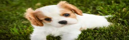 Cavalier King Charles Spaniel dogs for sale: Lars - Ad 10