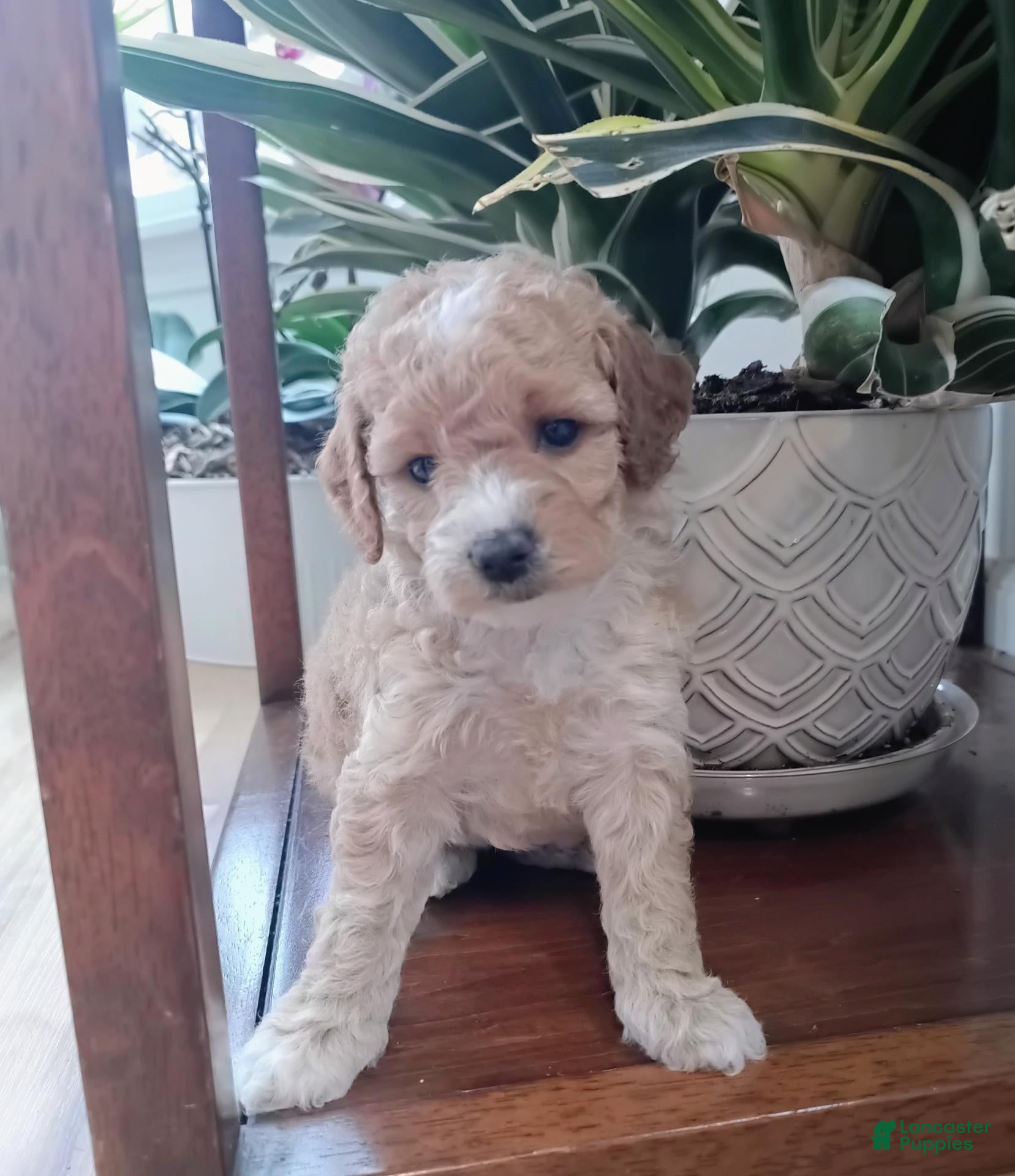 Miniature Poodle dogs Zinna - Ad 2