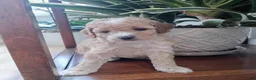 Miniature Poodle dogs for sale: Zinna - Ad 2