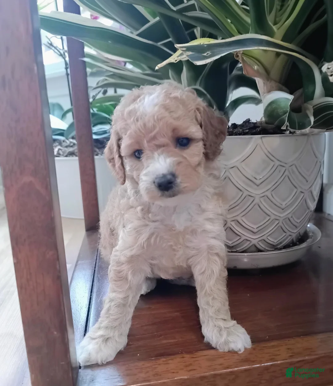 Miniature Poodle dogs for sale: Zinna - Ad 2