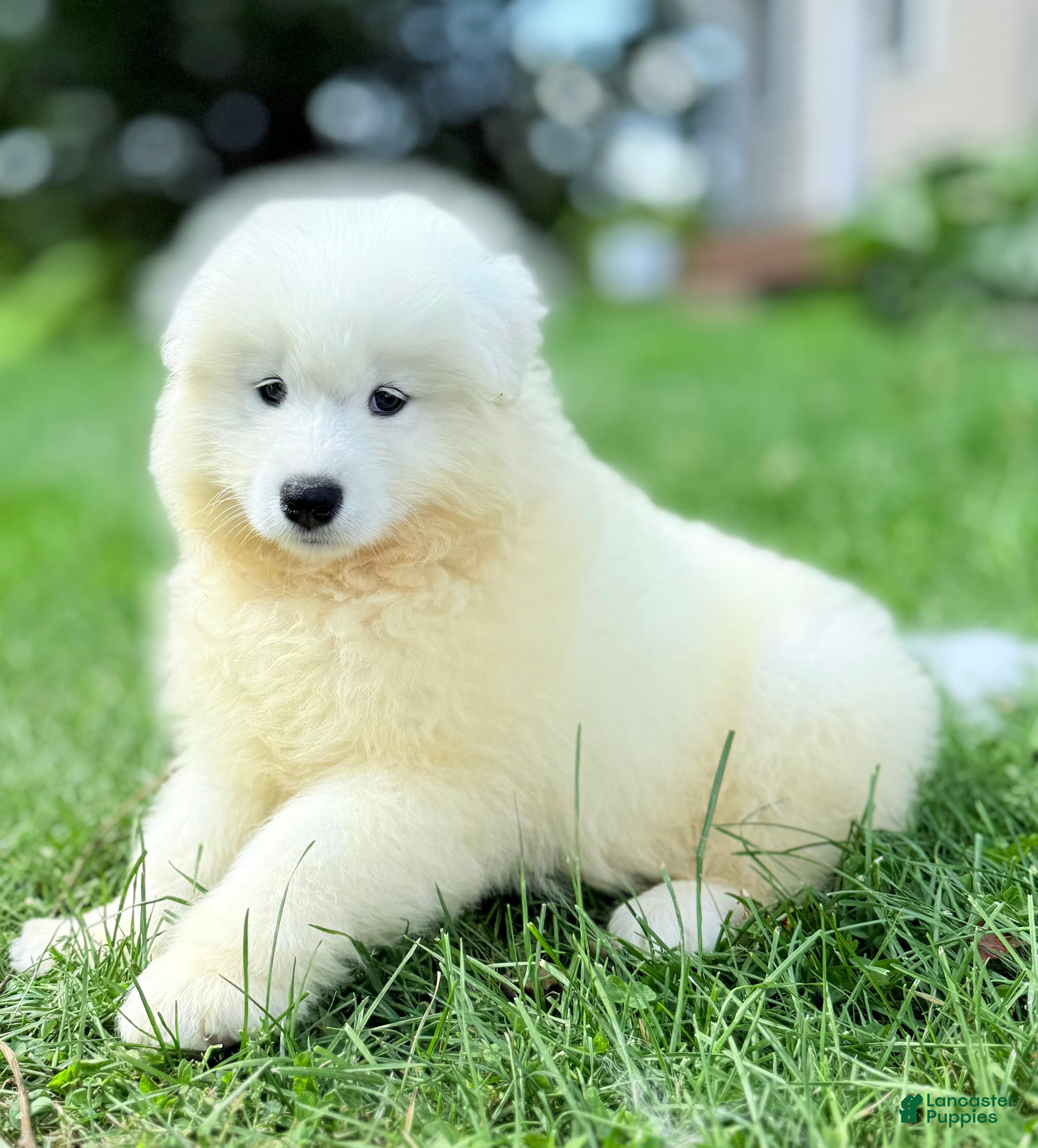 Samoyed dogs Calli - Ad 2