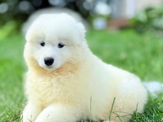 Samoyed dogs Calli - Ad 9