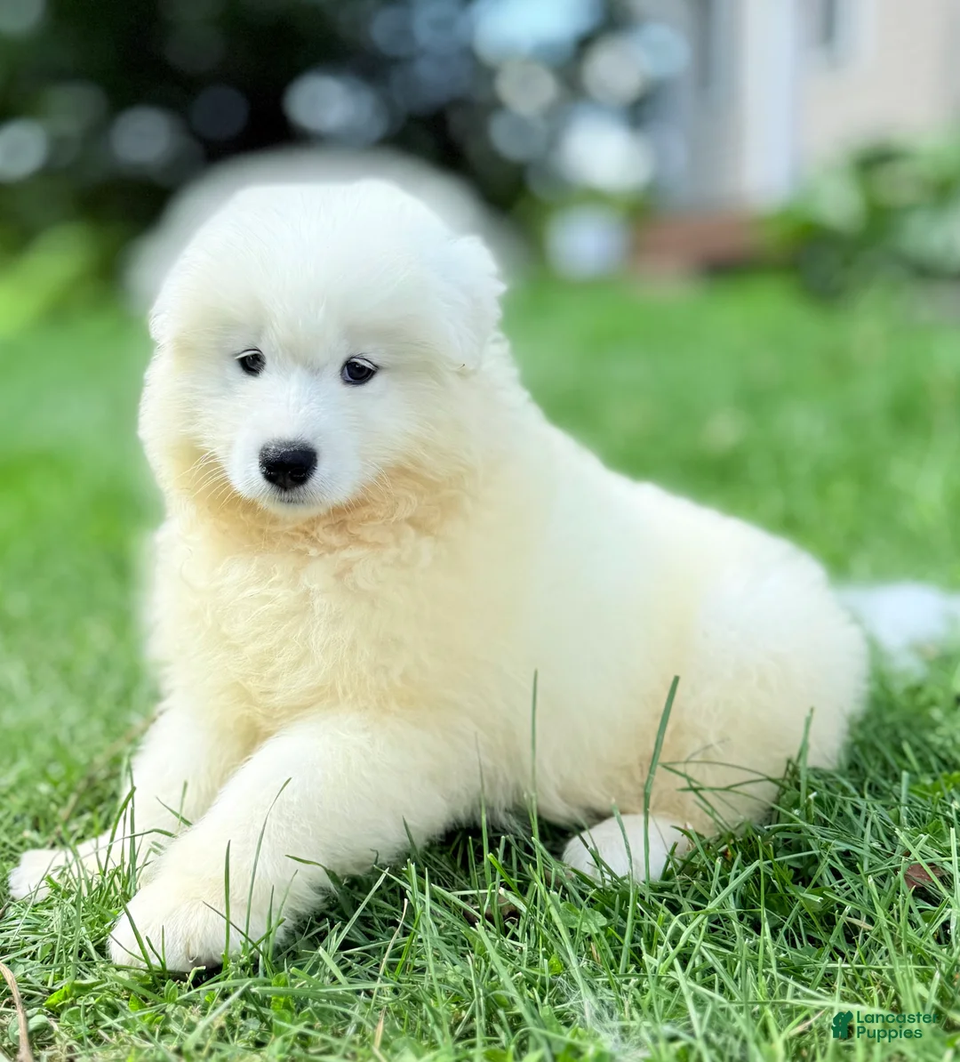 Samoyed dogs for sale: Calli - Ad 2
