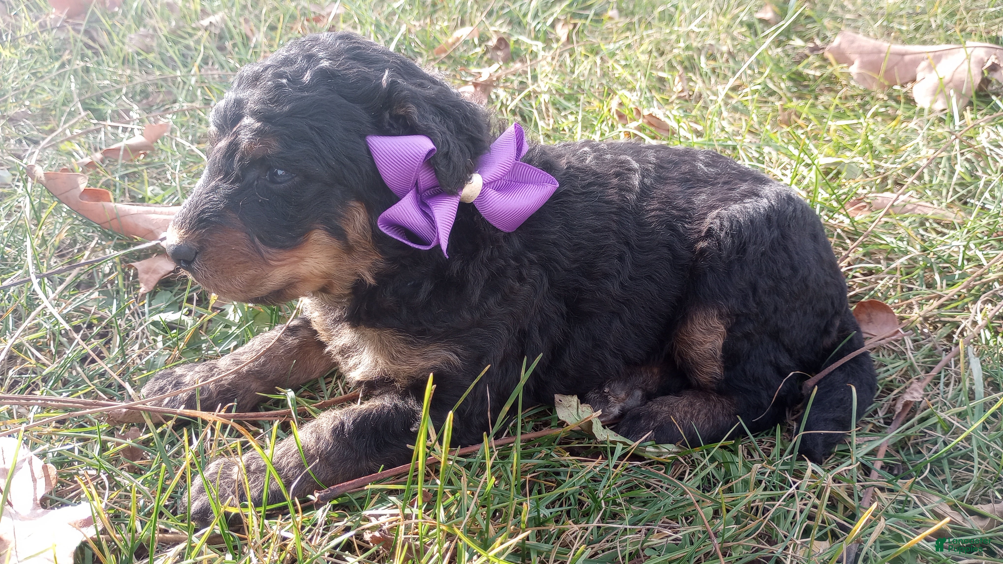 Bernedoodle dogs Bernedoodle Bella - Ad 2