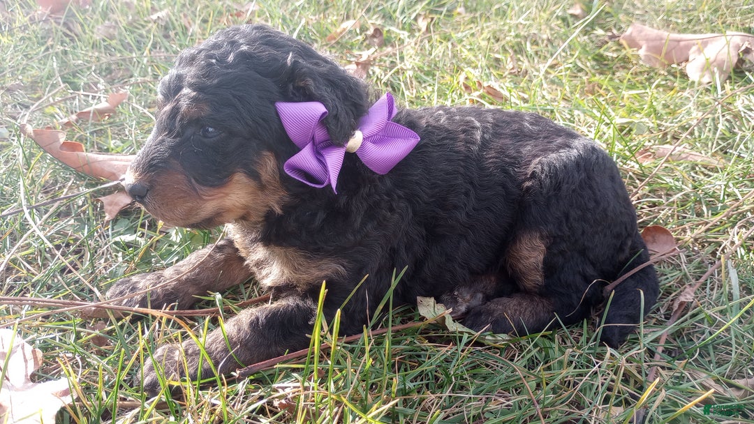 Bernedoodle dogs for sale: Bernedoodle Bella - Ad 1