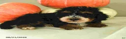 Mini Bernedoodle dogs for sale: Mila - Ad 4