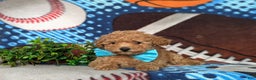 Toy Poodle dogs for sale: Walden - Ad 5