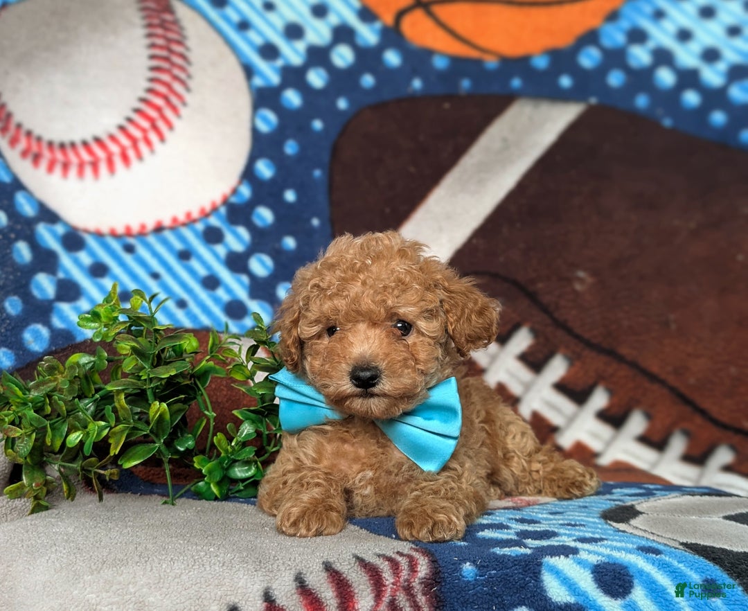 Toy Poodle dogs for sale: Walden - Ad 5