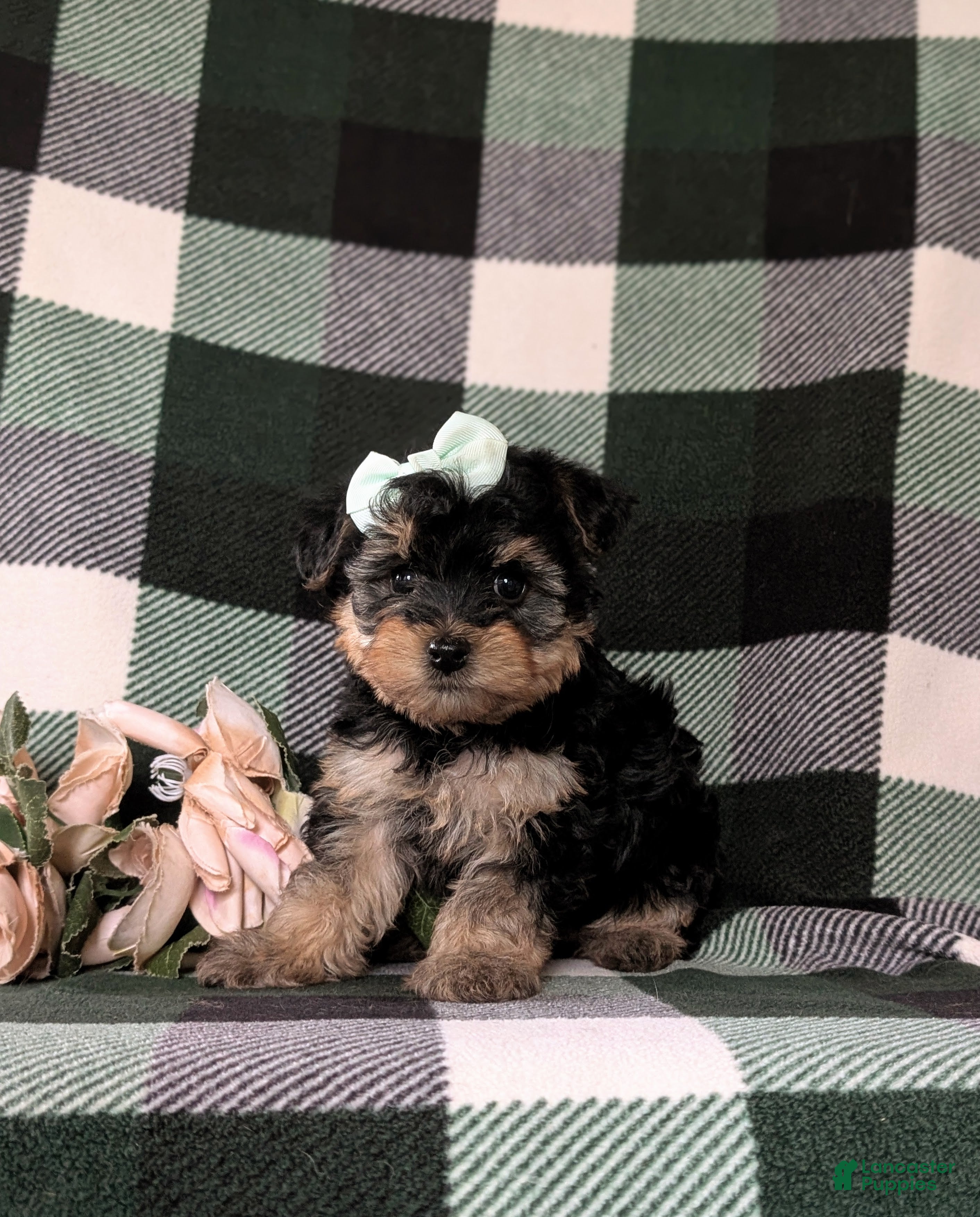 Yorkiepoo dogs Jolisa - Ad 2
