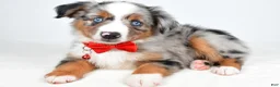 Miniature Australian Shepherd dogs for sale: Marshall - Ad 10