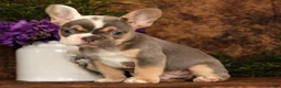 French Bulldog dogs for sale: Mojo - Ad 8
