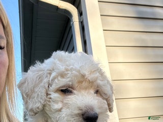 Mini Goldendoodle dogs - Ad 20
