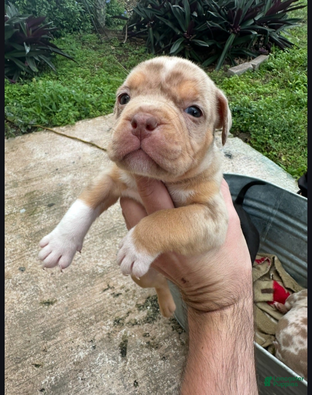 American Bully dogs American Bully Puppy 2 - Ad 9