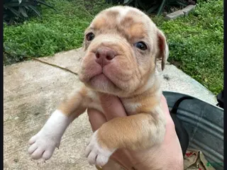 American Bully dogs American Bully Puppy 2 - Ad 9