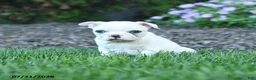 Boston Terrier dogs for sale: Fern - Ad 1