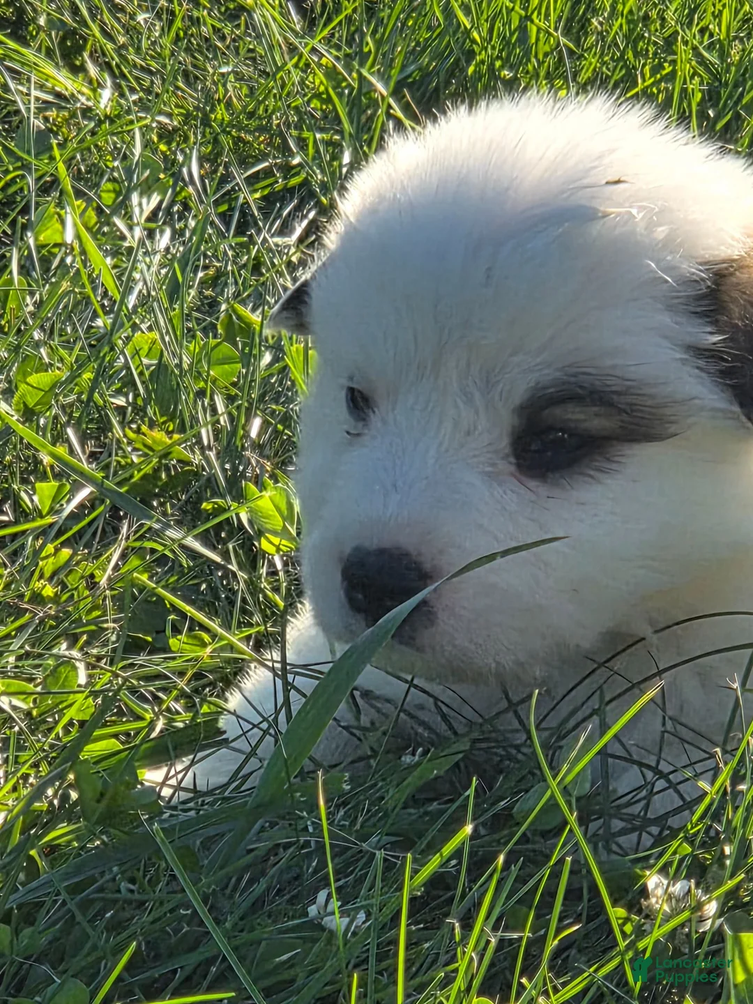 Great Pyrenees dogs for sale: James - Ad 1