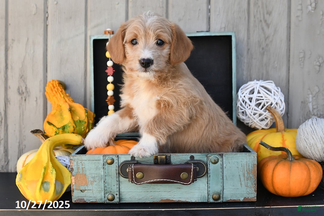 Mixed Breed dogs for sale: Tommy - Ad 1