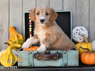 Mixed Breed dogs Tommy - Ad 2