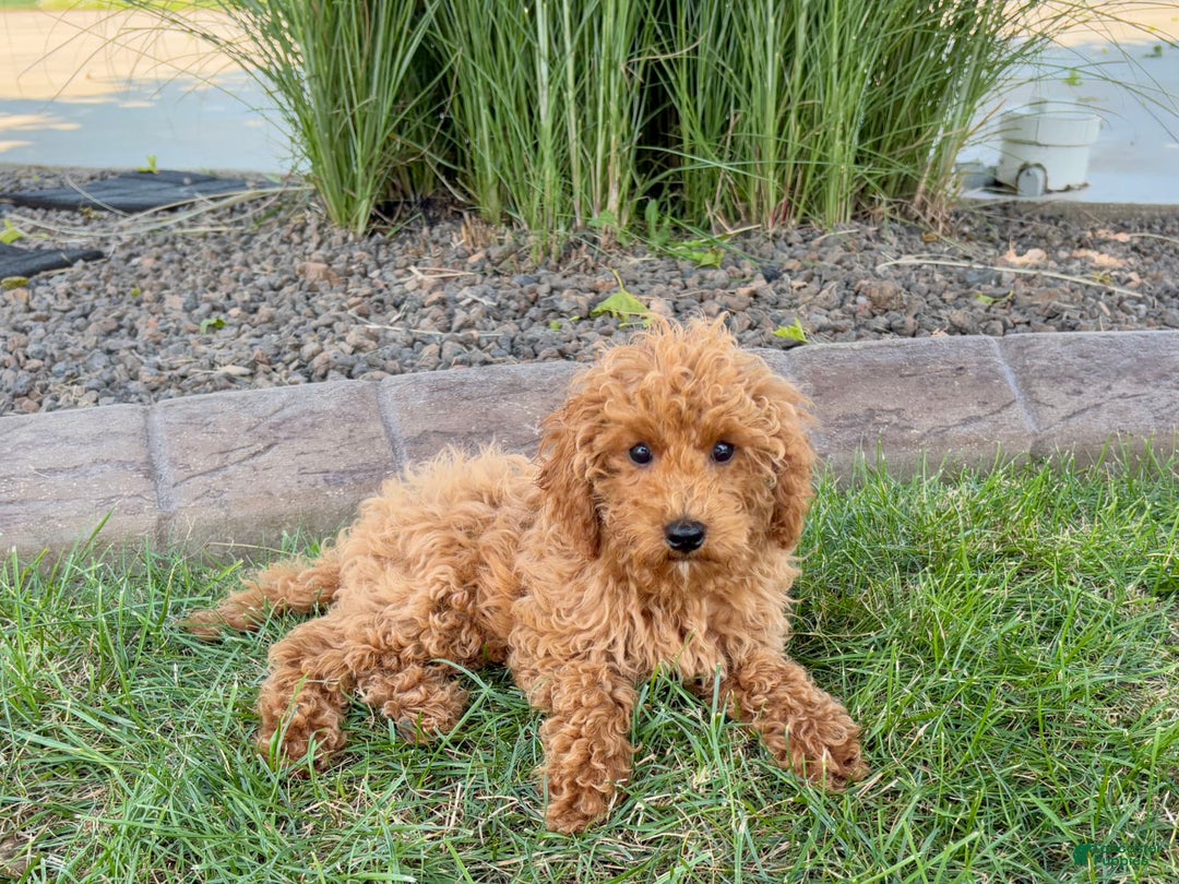 Cockapoo dogs for sale: Terry - Ad 4