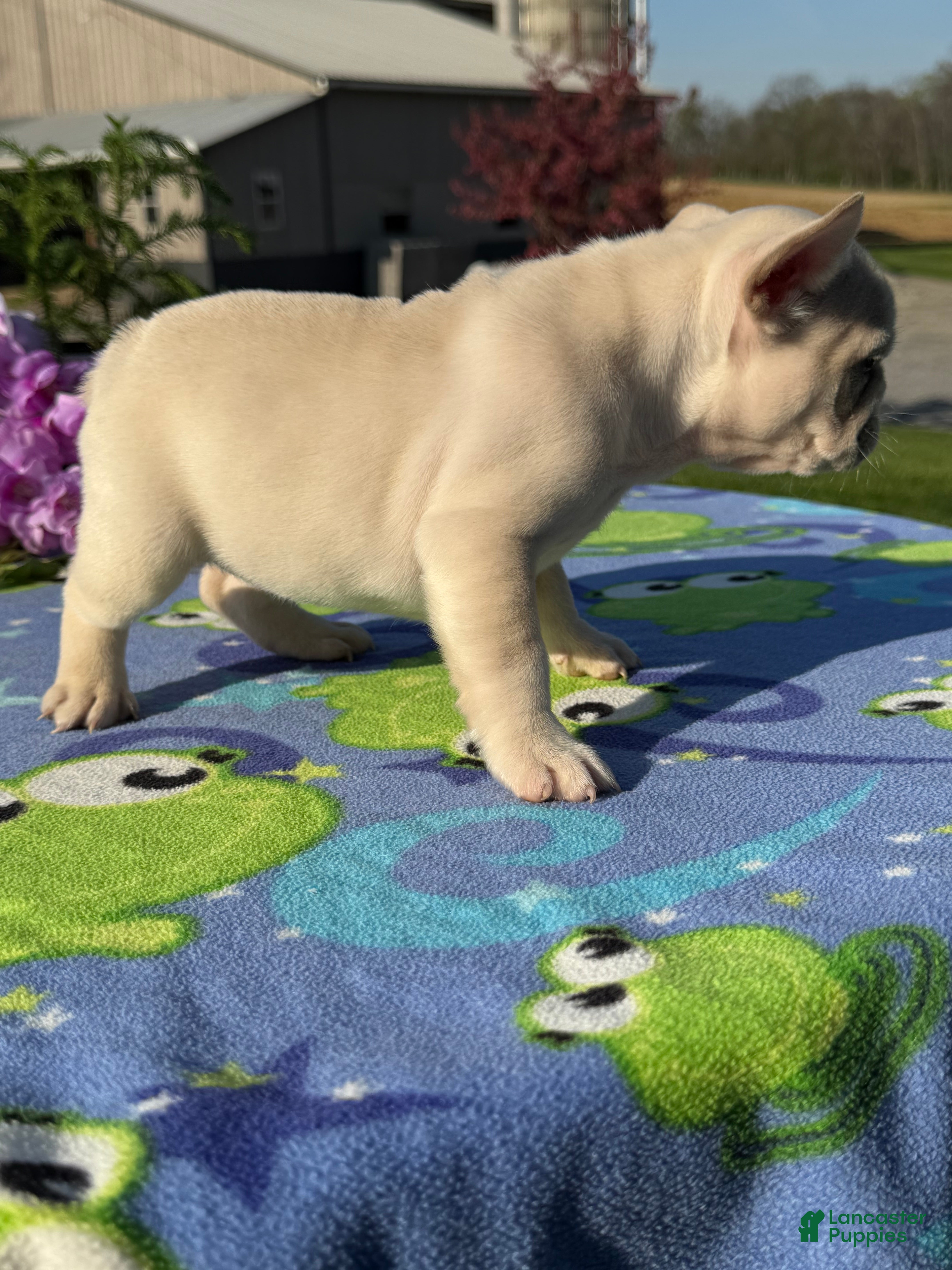 French Bulldog dogs Flora - Ad 2