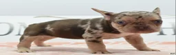 Mixed Breed dogs for sale: Pumpkin spice  - Ad 11