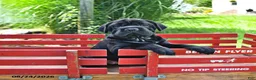 Mini Hippo dogs for sale: Jenny - Ad 9