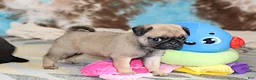Pug dogs for sale: Sierra - Ad 4