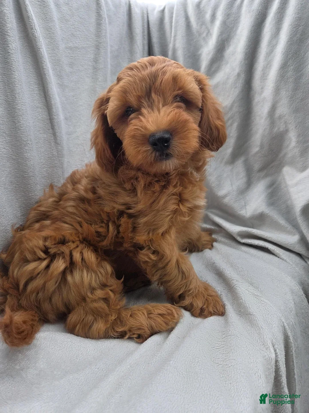 Cavapoo dogs for sale: Cavapoo 1 - Ad 2