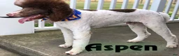 Aussiedoodle dogs for sale: Dean - standard f1b - Ad 3