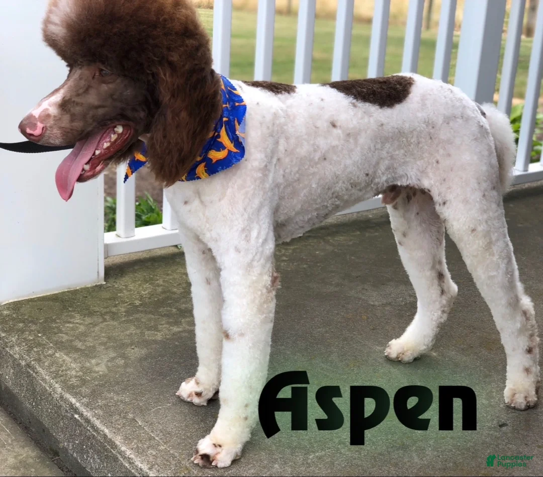 Aussiedoodle dogs for sale: Dean - standard f1b - Ad 3