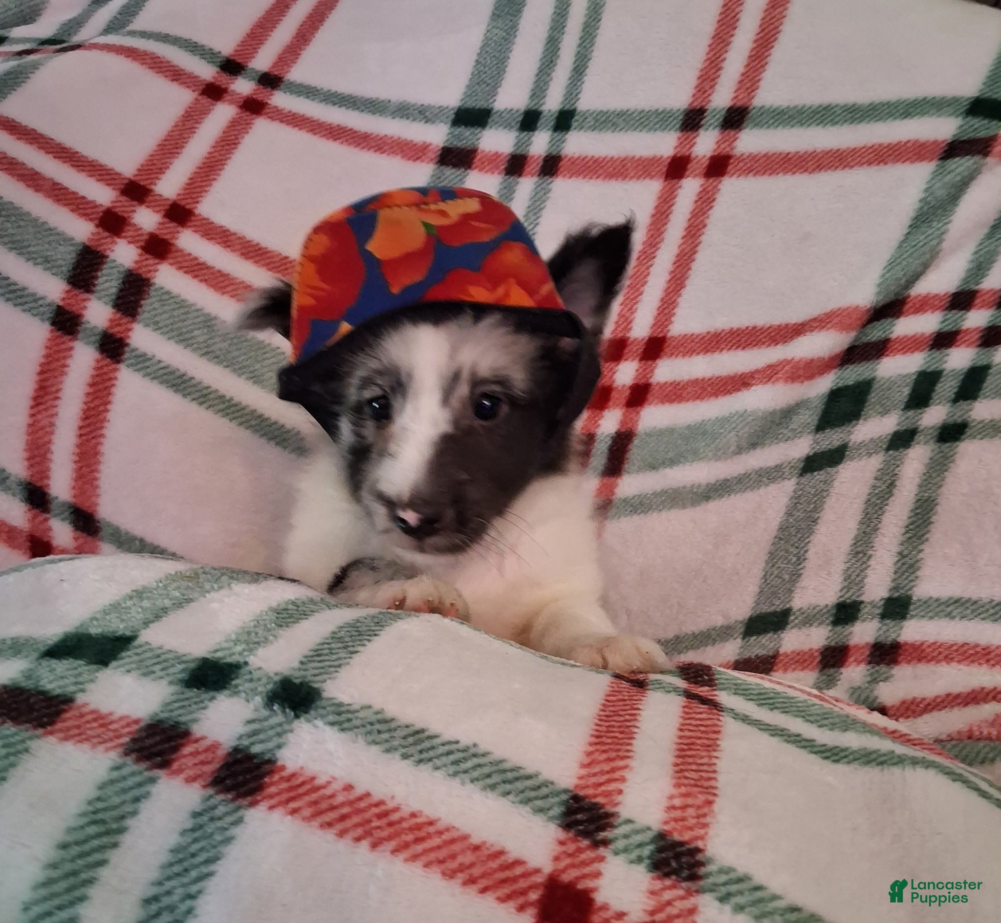 Shetland Sheepdog dogs Cassius - Ad 3