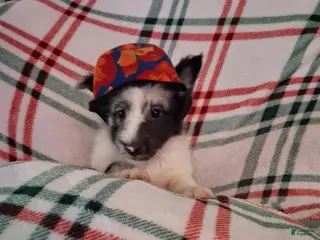 Shetland Sheepdog dogs Cassius - Ad 33